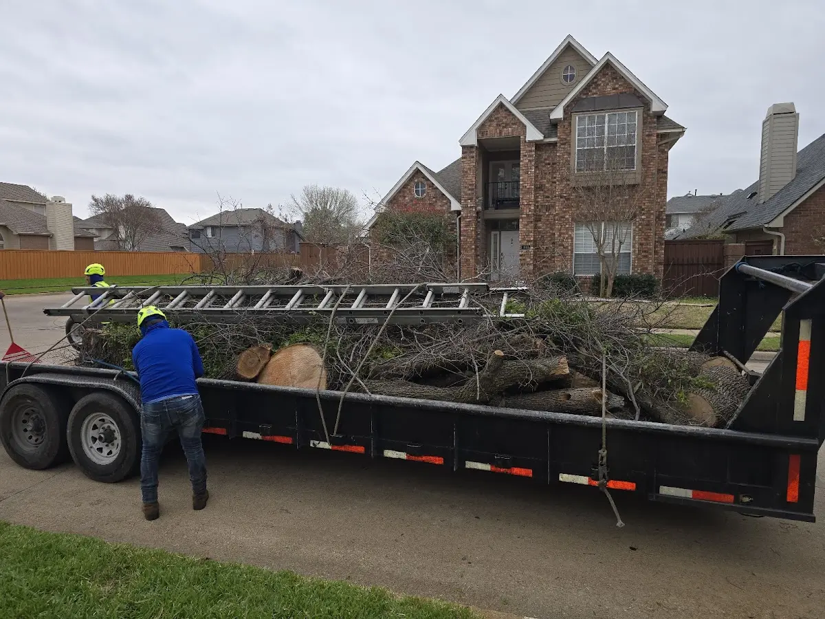 Expert Deadwooding with proper safety equipment in Mount Holly